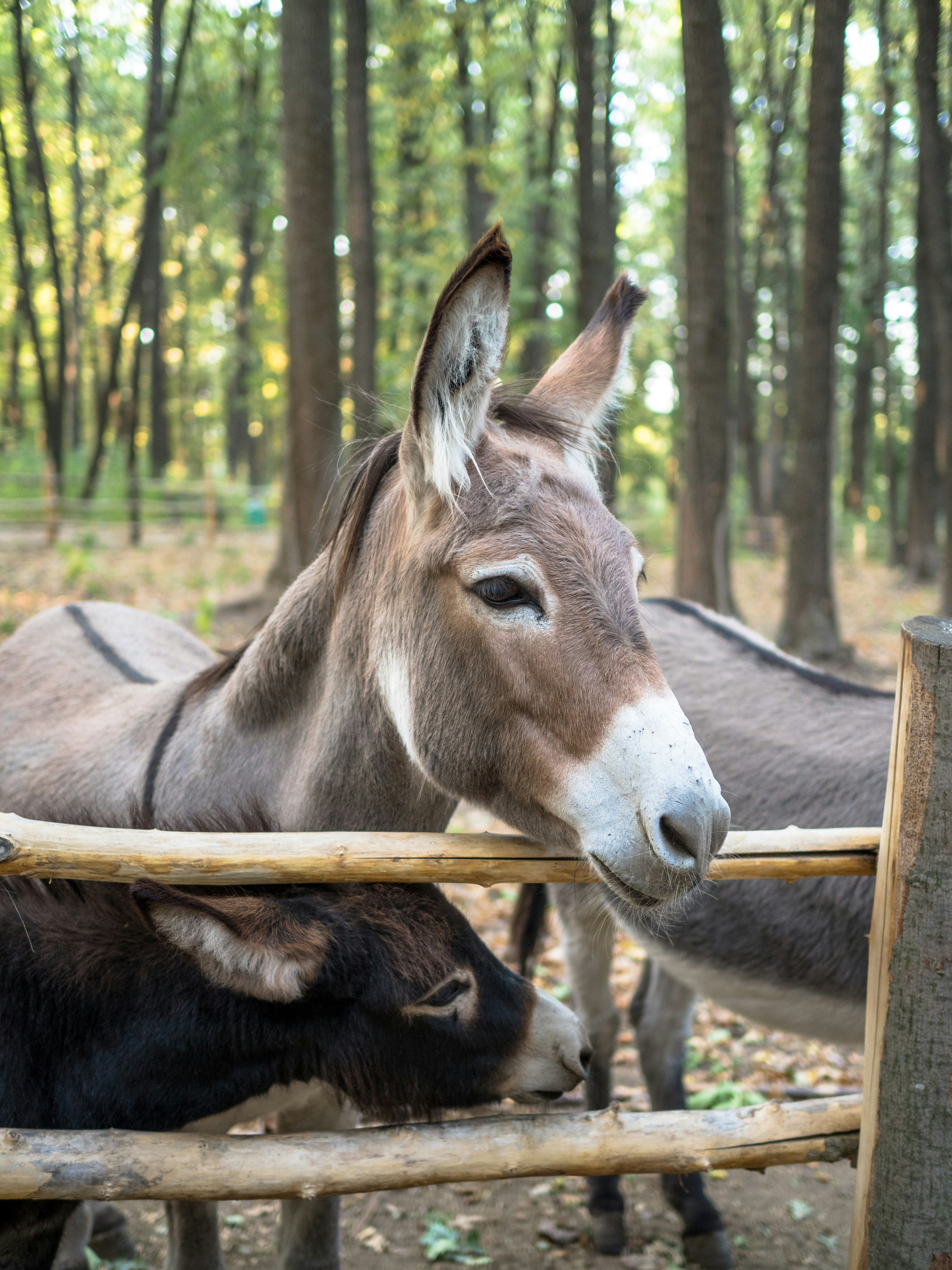 Animal wellbeing